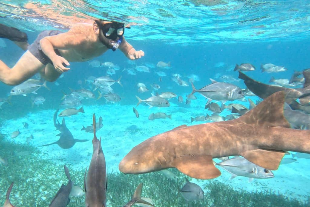 a man snorkelling with reef sharks in Belize