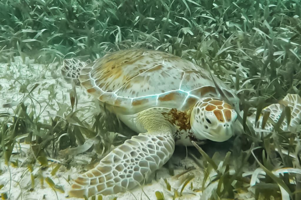 a sea turtle laying in sea grass in belize
