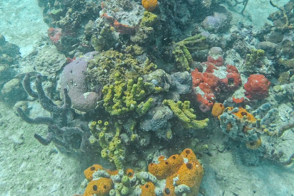 Corals as seen when diving in Bocas Del Toro