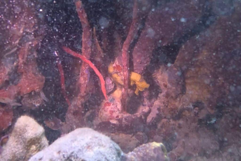 A seahorse hiding behind coral in Bocas Del Toro