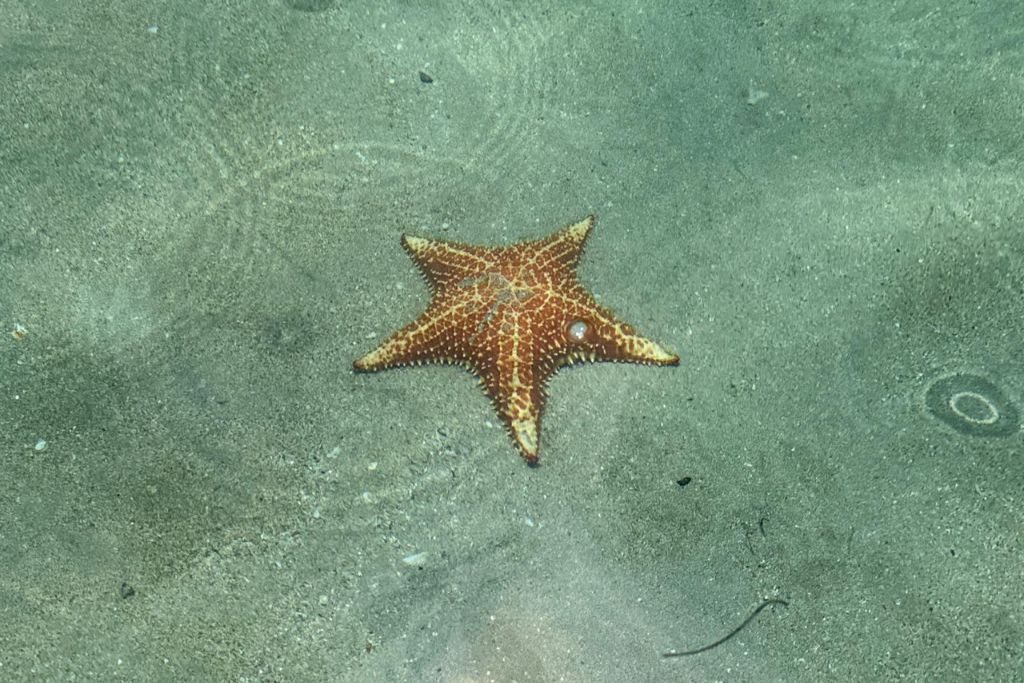 A starfish spotted while diving in Bocas Del Toro
