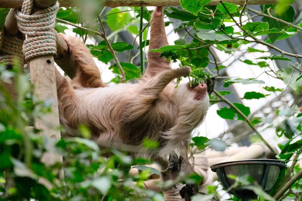 A sloth hanging from a tree in a sanctuary in Costa Rica