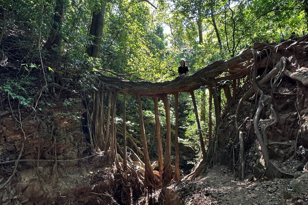 A girl sitting on a natural bridge made from tree roots in Monteverde