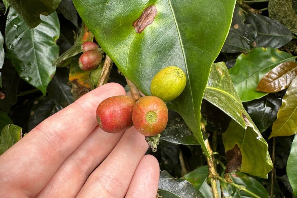 A close up of a hand holding 3 coffee beans still on attached to the plant