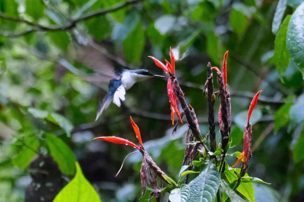 A close up photo of a humming bird eating from a flower