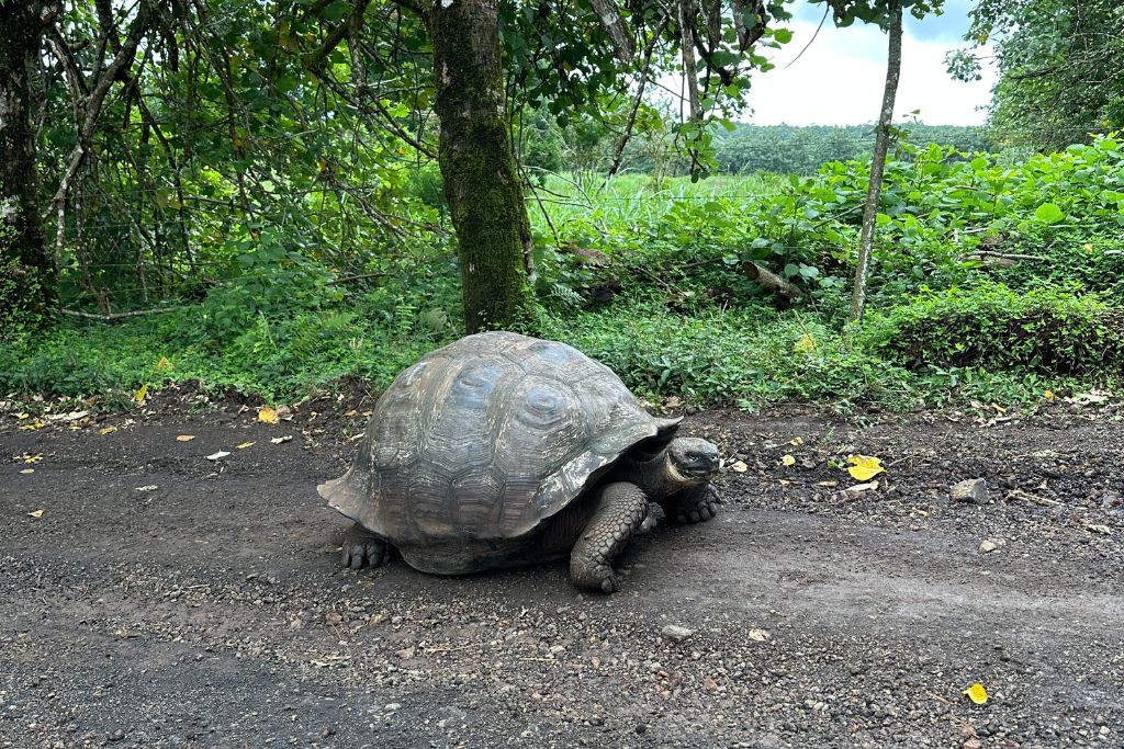 a giant tortoise walking along a dirt track in the Galapagos