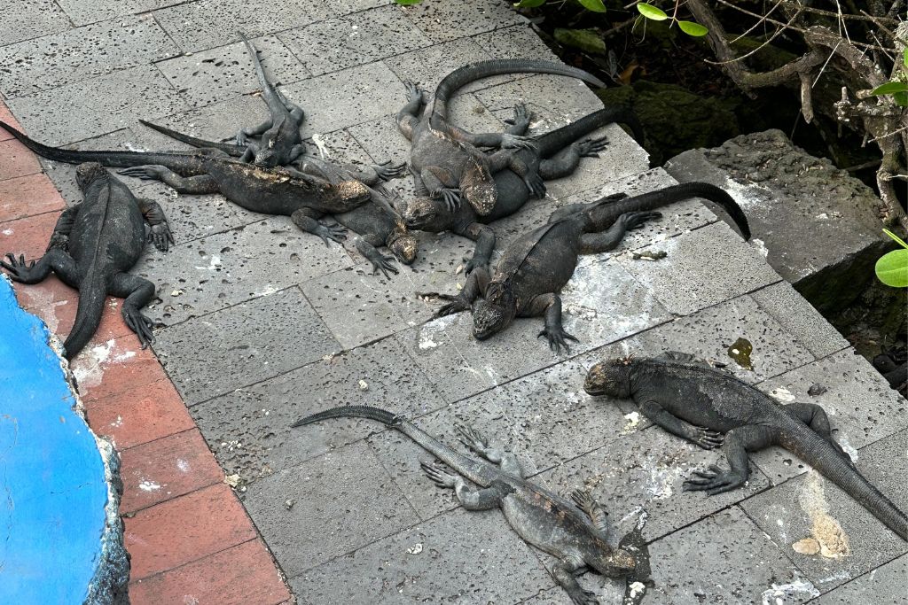 a group of small black iguanas all laying on the footpath in the Galapagos