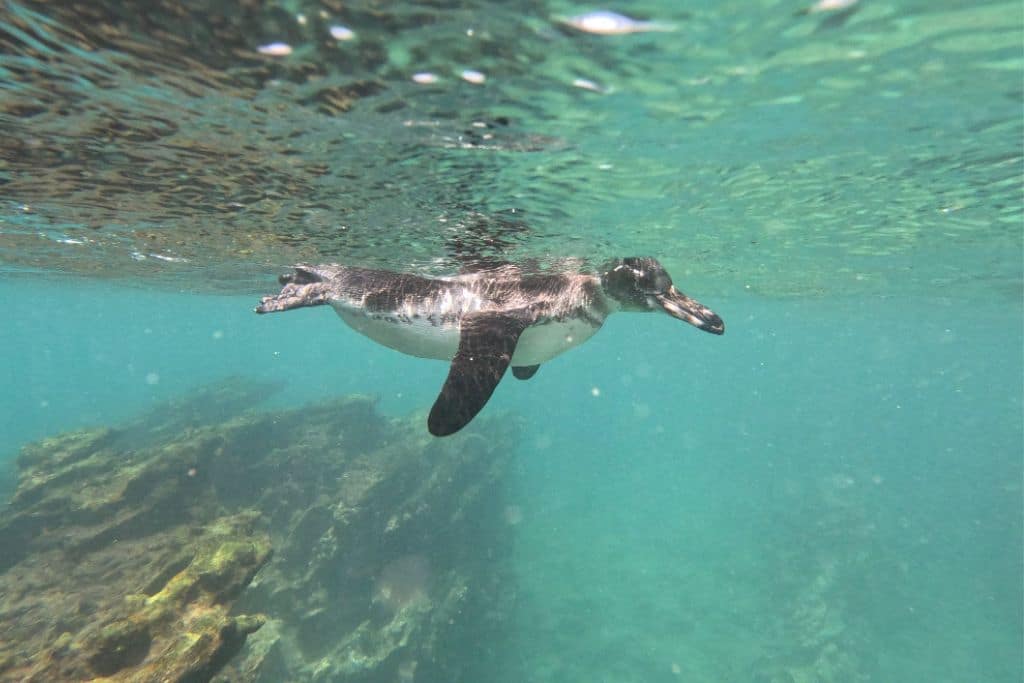 an underwater view of a Galapagos penguin swimming in the sea