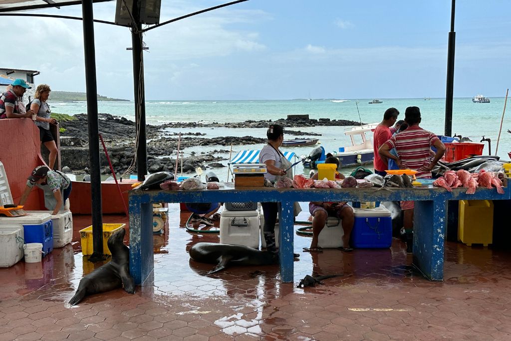 sea lions at a local fish market in the Galapagos