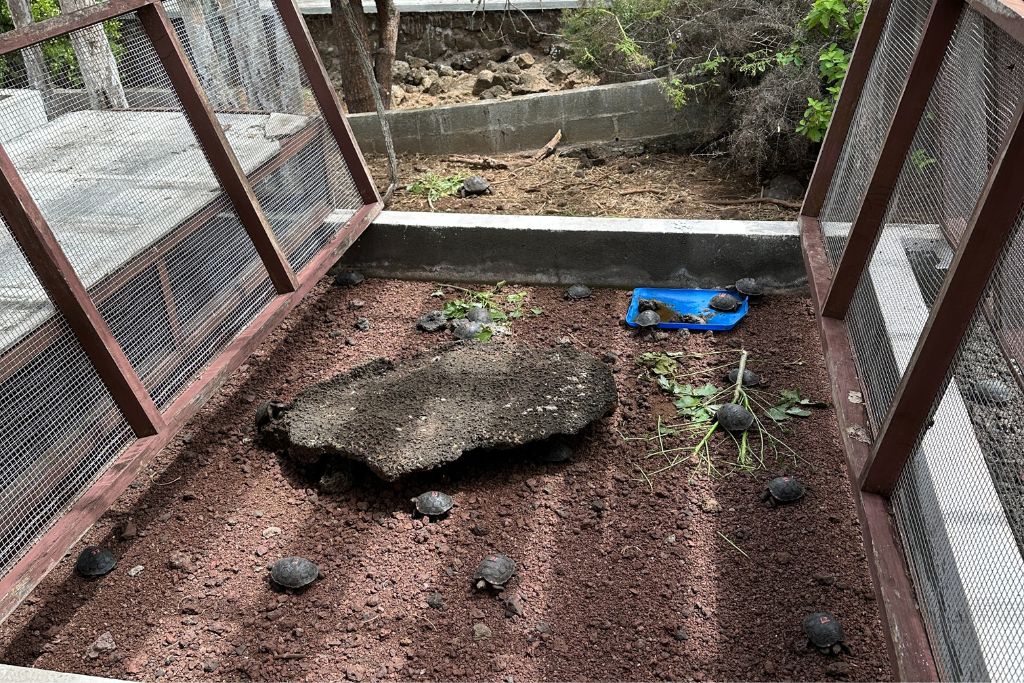 baby tortoises being raised at a research centre in the Galapagos