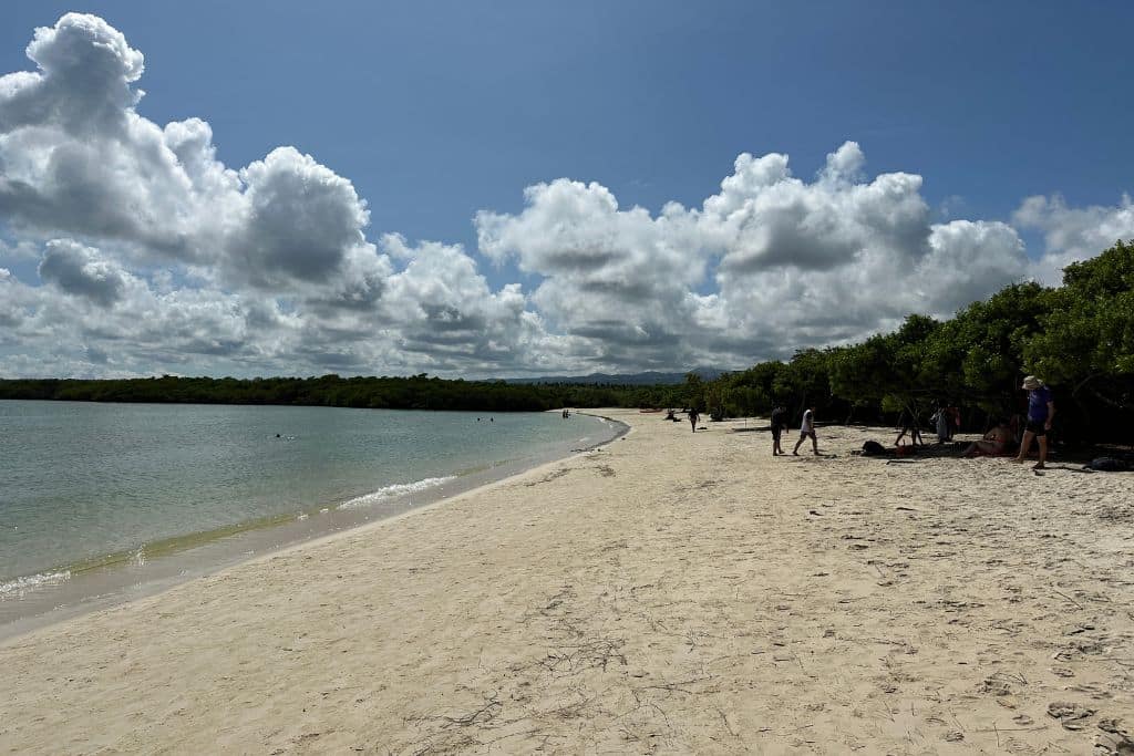small sandy cove lined with mangrove trees