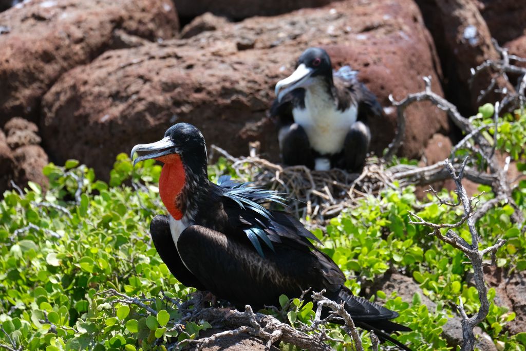 a pair of frigate birds nesting in the Galapagos