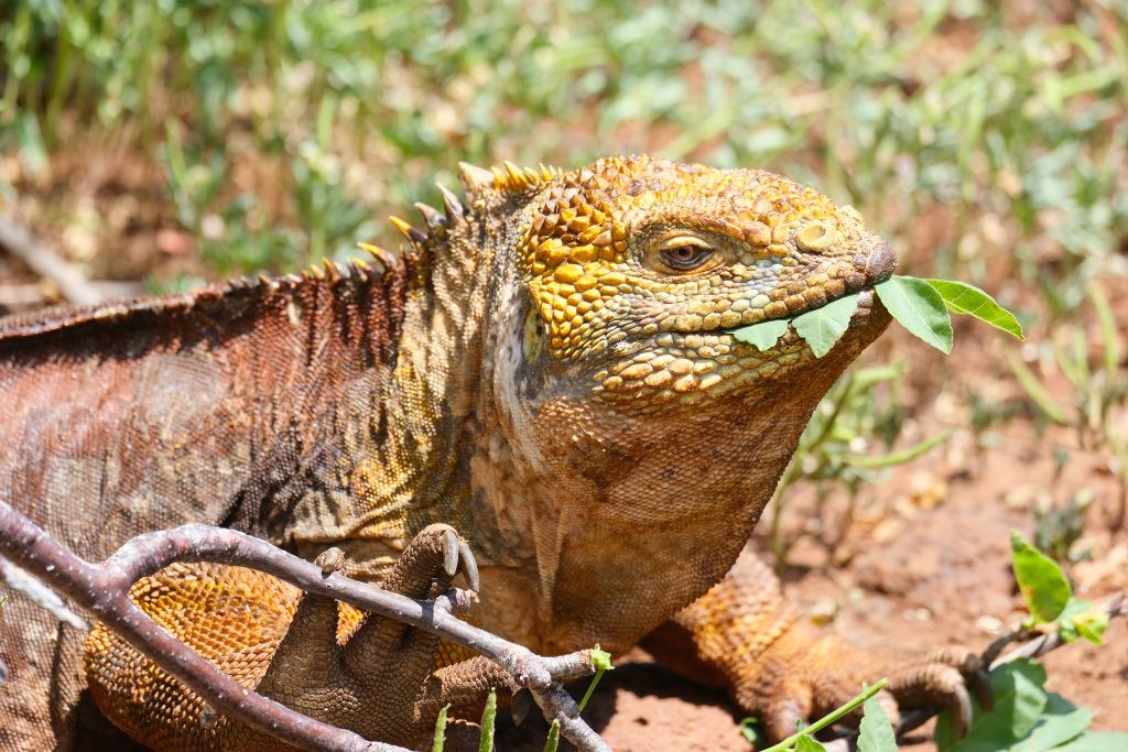 a large yellow land Iguana eating some leaves in the Galapagos