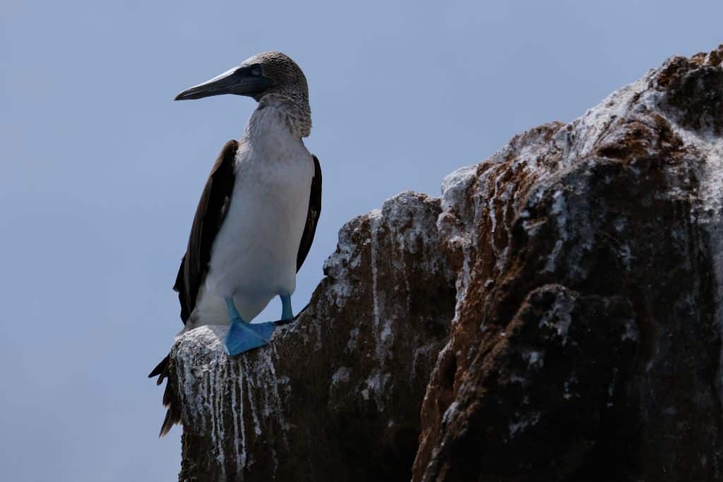a Blue footed boobie bird on a rock in the Galapagos