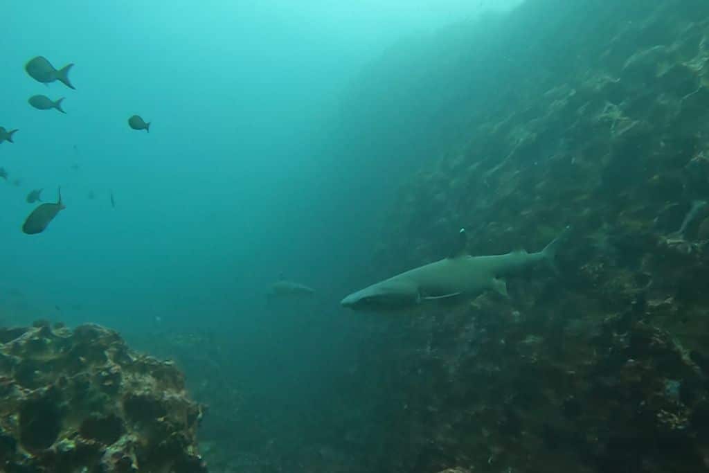 a view from a divers perspective of a shark swimming in front of them