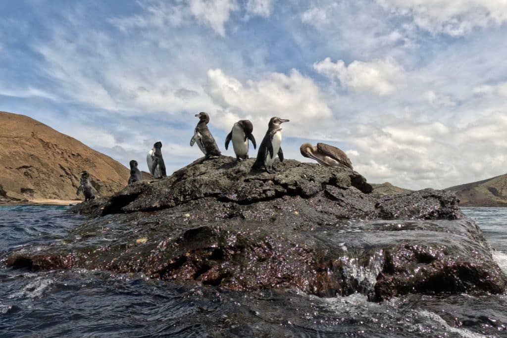 a group of Galapagos penguins all standing on a rock in the ocean