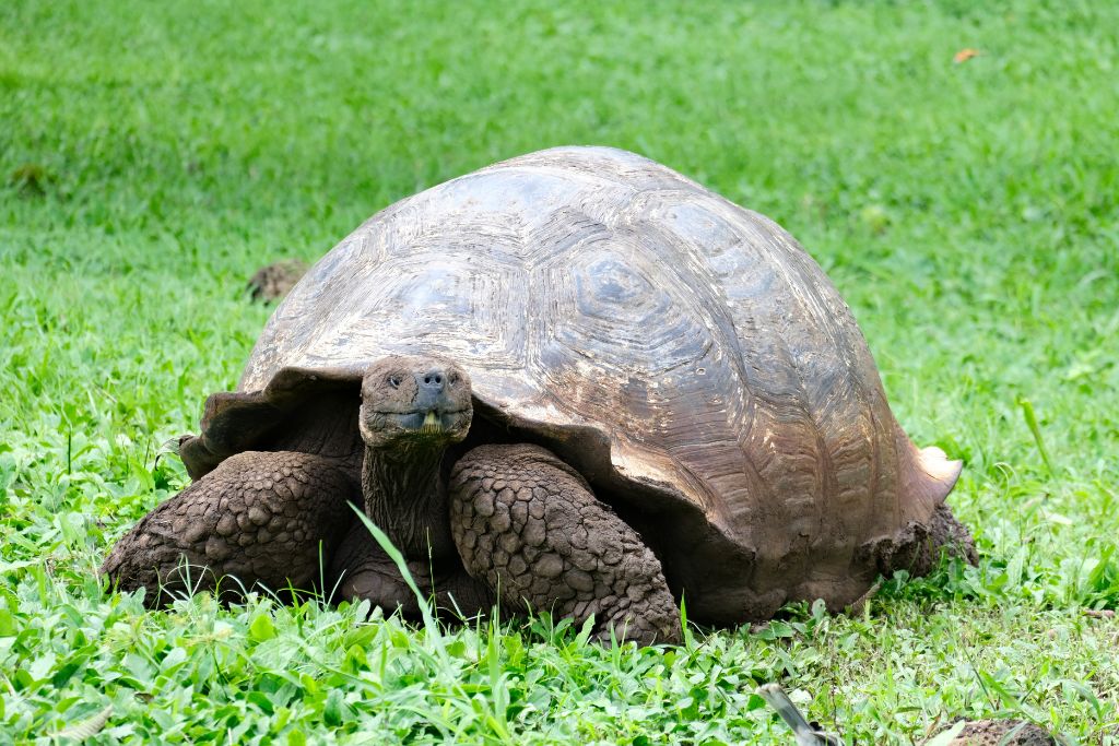 a giant tortoise on grass in the Galapagos