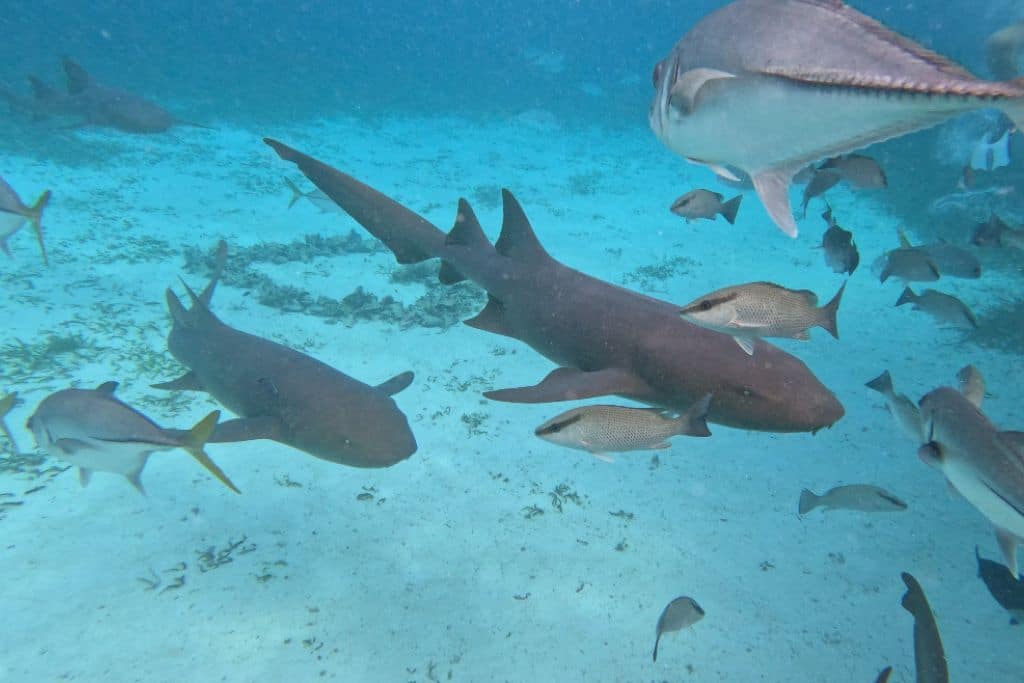 two nurse sharks swimming towards the camera through some fish in hol chan marine reserve, Belize