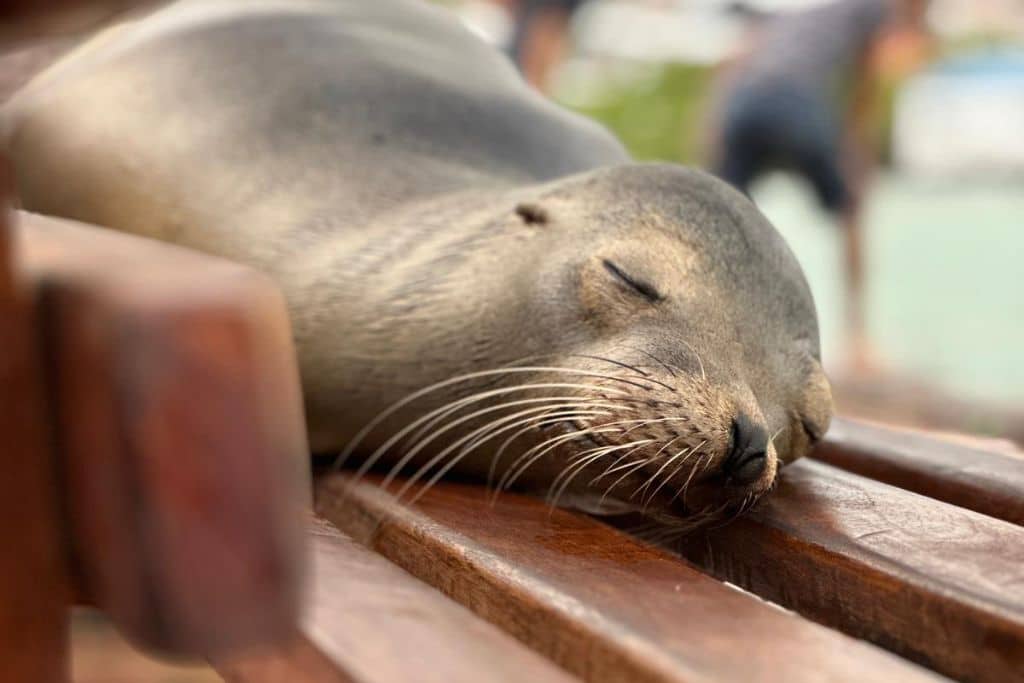 A cute sea lion napping on a bench on the Galapagos in May